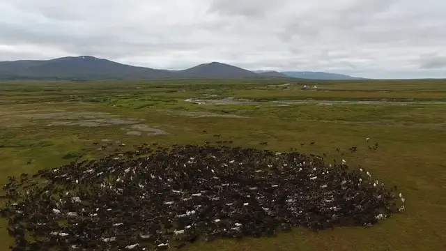 'Video thumbnail for Mesmerizing Reindeer Herd | Wild-ish TV'