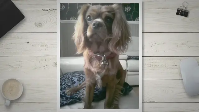 'Video thumbnail for Cavalier King Charles Spaniels: The Perfect Apartment Companions - Debunking Myths and Sharing Expert Tips'
