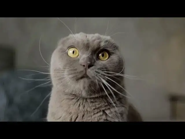 'Video thumbnail for why does my cat meow so much'