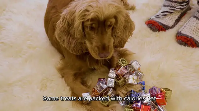 'Video thumbnail for 5 Worst Dog Treats for Weight Gain'