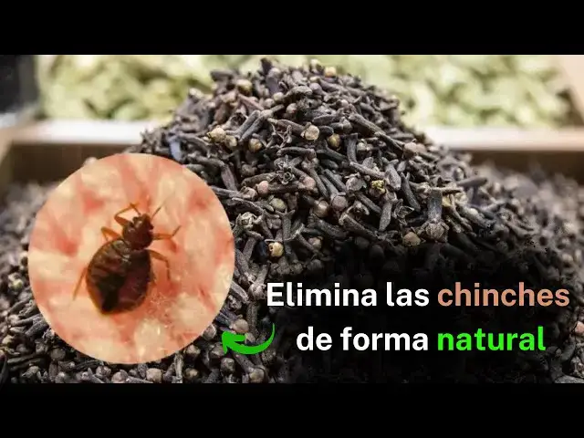 'Video thumbnail for Poderosa mezcla con clavo de olor para eliminar las chinches de cama'