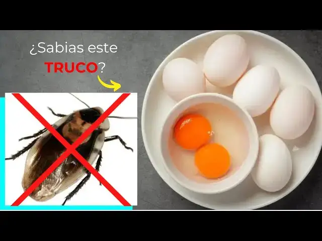 'Video thumbnail for Cómo hacer una potente trampa con huevo para eliminar cucarachas'