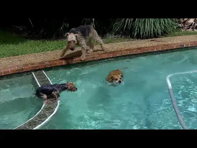 'Video thumbnail for Our rescue dogs being happy . Kitty, Pinky and Arena in the pool'