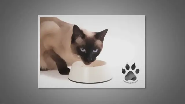 'Video thumbnail for The 5 Best Foods for Siamese Cats With Sensitive Stomachs'