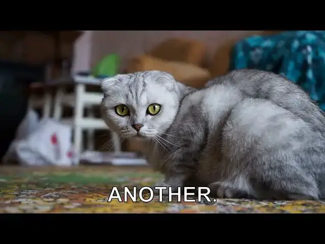 'Video thumbnail for Understanding Cat Stress: Signs Your Cat is Anxious'
