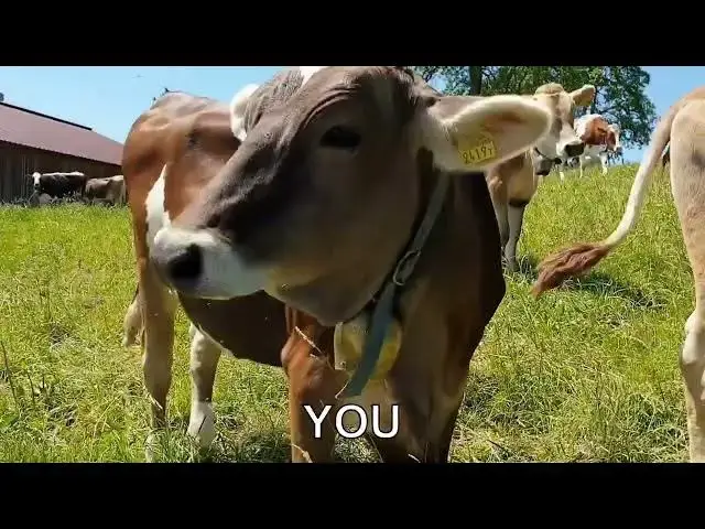 'Video thumbnail for What’s the difference between a cow and a heifer?'