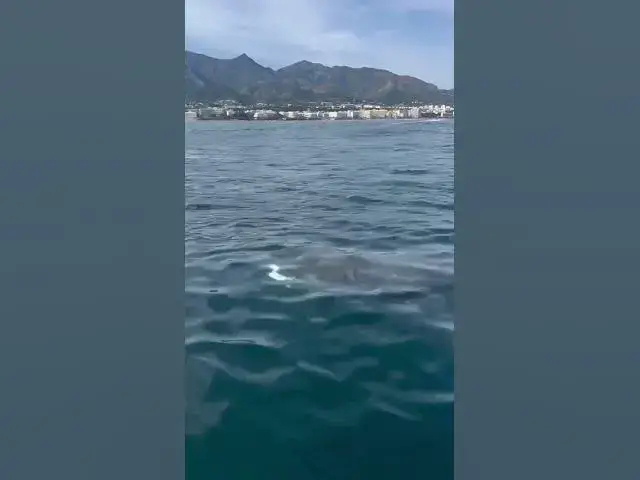 'Video thumbnail for WATCH: Huge Shark sighted near Marbella - but it's completely harmless'