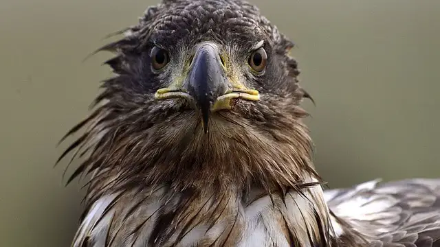 'Video thumbnail for South African orphanage rehabilitates injured predator birds'