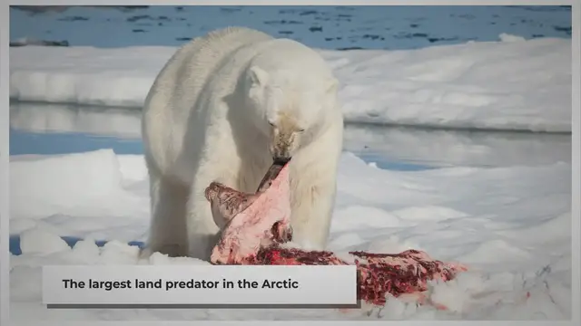 'Video thumbnail for Polar Bear Food Web Role: An Informative Overview'