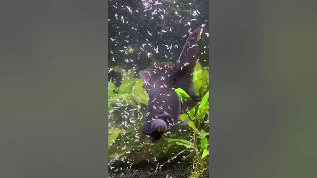 'Video thumbnail for Fantail Goldfish Eating Brine Shrimp!'