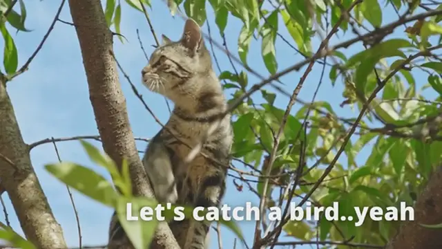 'Video thumbnail for Cat Trying to Catch Bird'
