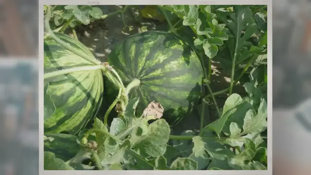 'Video thumbnail for When Are Watermelons in Season?'