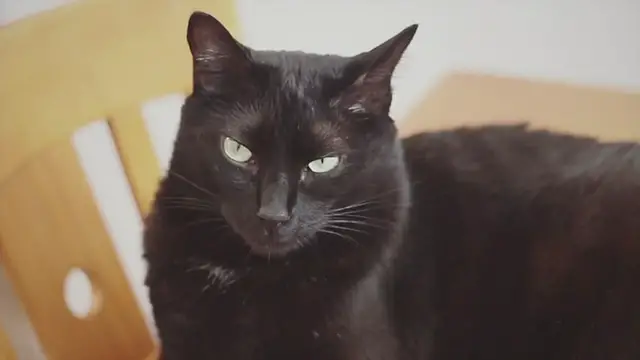 'Video thumbnail for Our boy Coco 4'