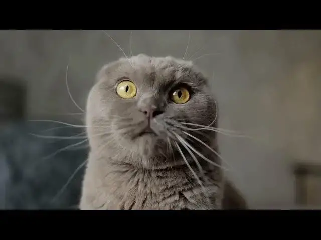 'Video thumbnail for Do indoor cats need vaccinations?'