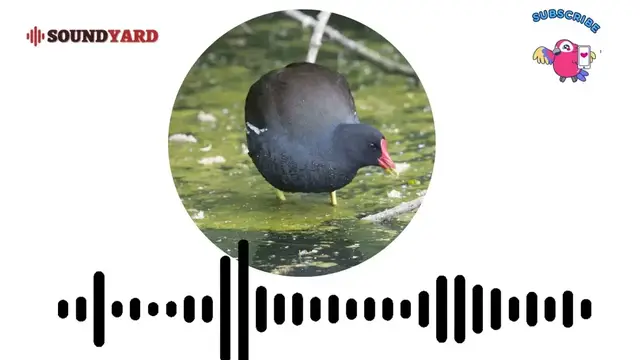 'Video thumbnail for Moorhen (Swamp Hen) Bird Sound, Moorhen Bird Call and Song [Audiogram Version]'