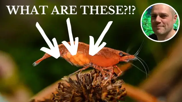 'Video thumbnail for Do Red Cherry Shrimps Lay Eggs?'