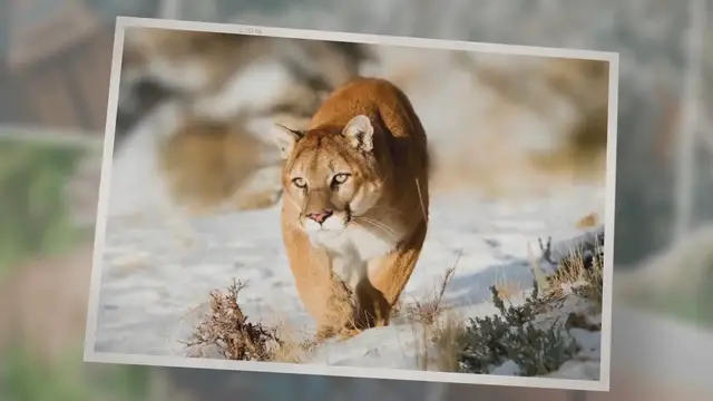 'Video thumbnail for Bobcat Vs Panther: The Main Differences'