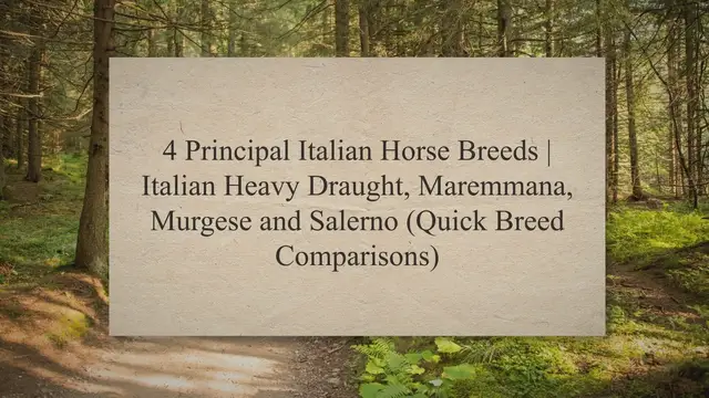 'Video thumbnail for 4 Principal Italian Horse Breeds | Italian Heavy Draught, Maremmana, Murgese and Salerno (Quick Breed Comparisons)'