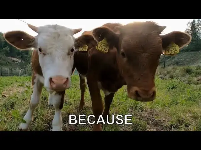 'Video thumbnail for Why are some cows black and white while others are brown?'
