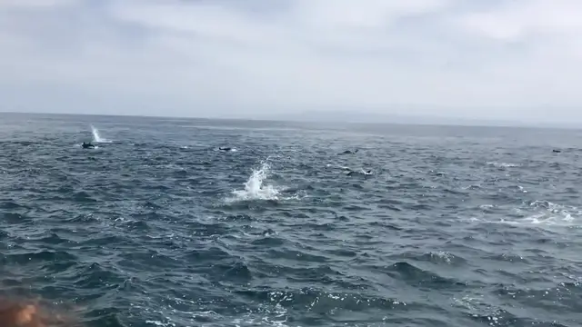 'Video thumbnail for Hundreds Of Dolphins Form Rare Superpod | Wild-ish TV'