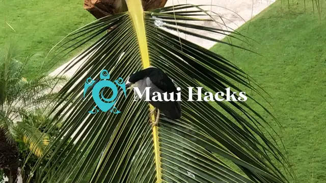 'Video thumbnail for Black-crowned-Night-Heron-Maui'
