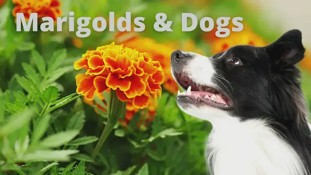 'Video thumbnail for Are Marigolds Poisonous To Dogs? Things To Consider!'