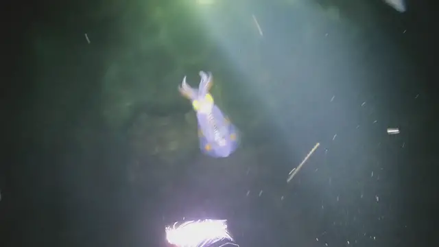 'Video thumbnail for These Are Baby Squids'