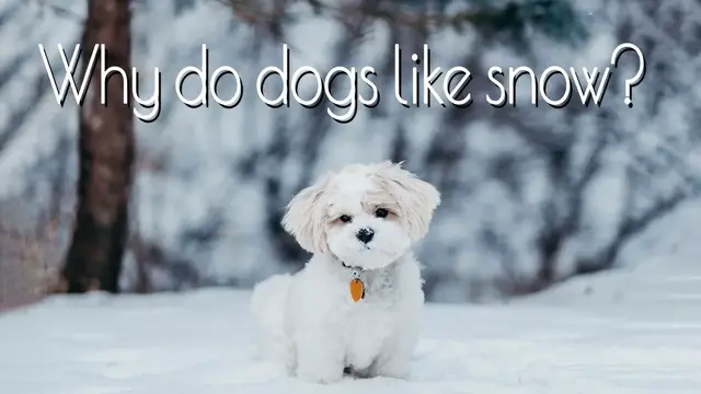 'Video thumbnail for Why do Dogs Like Snow'