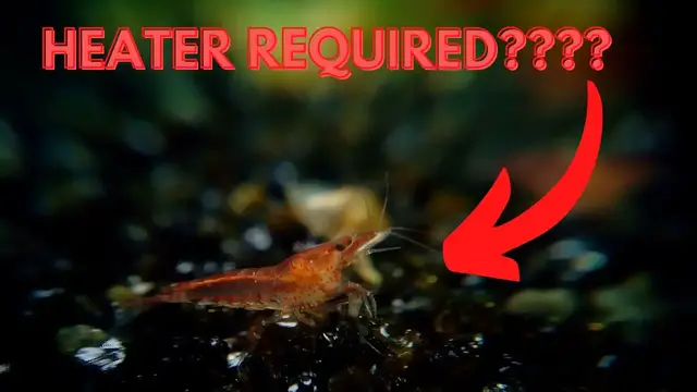 'Video thumbnail for Do Red Cherry Shrimp Need A Heater?'