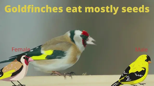 'Video thumbnail for Goldfinches and Bee-eaters!'