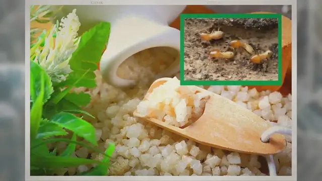 'Video thumbnail for Does Epsom Salt Kill Termites?'