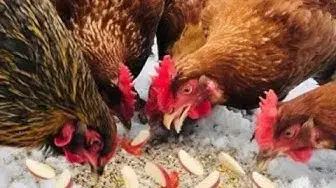 'Video thumbnail for HOW TO FEED CHICKENS APPLE TREATS'