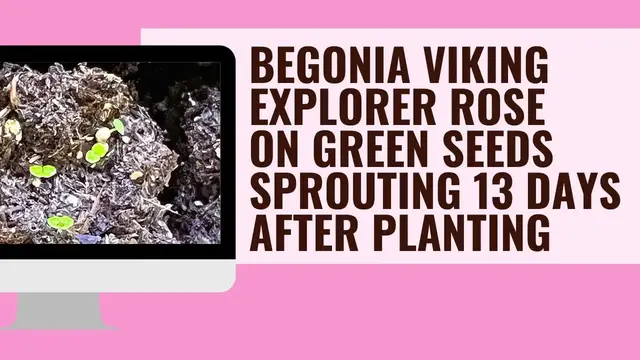 'Video thumbnail for Begonia Viking Explorer Rose On Green Seeds Sprouting 13 Days After Planting'