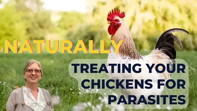 'Video thumbnail for Treating chickens for parasites naturally'