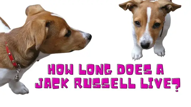 'Video thumbnail for How Long Does a Jack Russell Live - And what health issues do they have?'