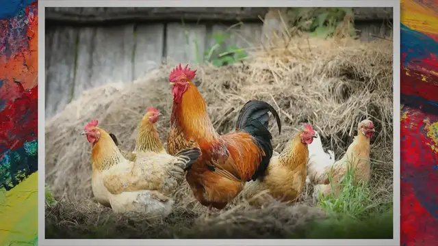 'Video thumbnail for How To Start A Lucrative Poultry Farming In Nigeria (2021)'