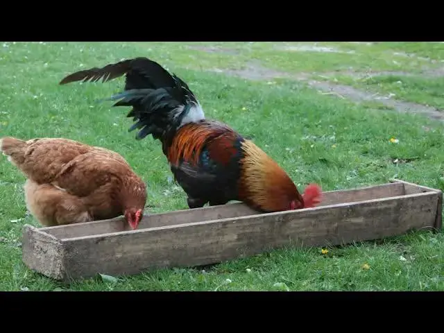 'Video thumbnail for "Peafowl Secrets: Breeding Chickens Like a Pro"'