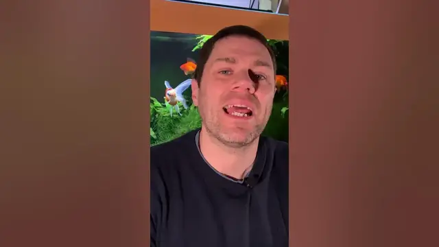'Video thumbnail for Can Goldfish Live in a Bowl? #shorts'