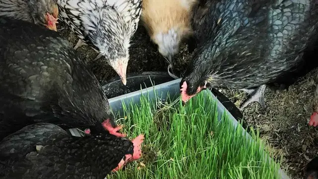 'Video thumbnail for HOW TO MAKE CHICKEN FODDER IN 7 DAYS - STEP BY STEP INSTRUCTIONS'
