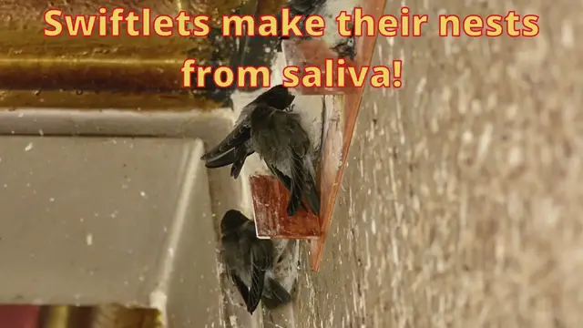 'Video thumbnail for Swiftlets make their nests from saliva!'