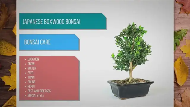 'Video thumbnail for Japanese Boxwood bonsai care'
