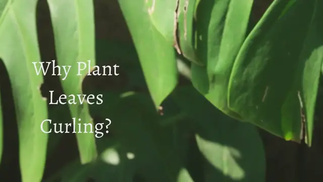 'Video thumbnail for Why Plant Leaves Curling? Reasons To Treat'