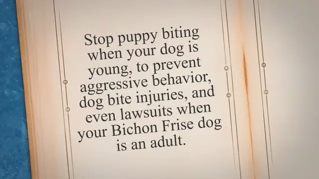 'Video thumbnail for How to Train Bichon Frise to Stop Biting?'
