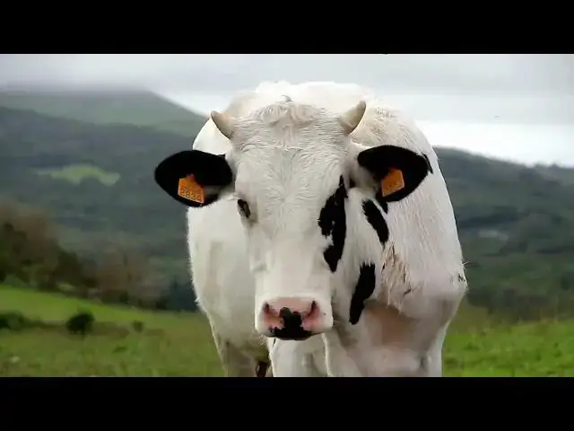 'Video thumbnail for The Cow That Escaped Slaughter and Survived in the Wild for 5 Years'