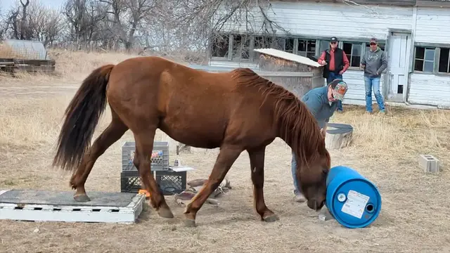 'Video thumbnail for Rusty the horse performs clever tricks with help from owner'