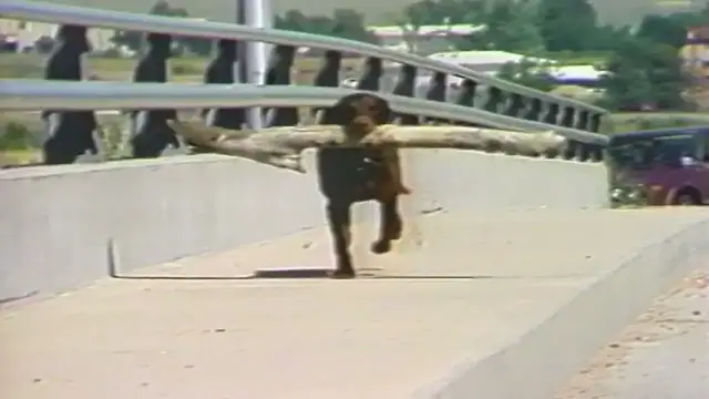 'Video thumbnail for Bob Uecker introduces Animal Legends for Episode 14 of The Wacky World of Sports'