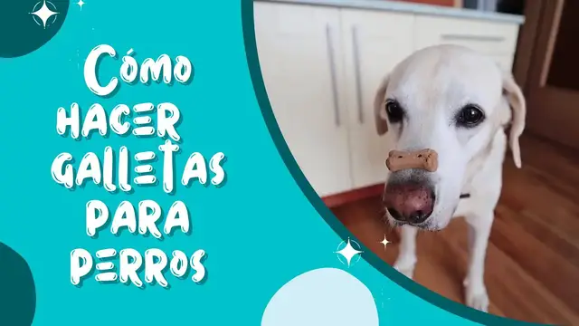 'Video thumbnail for Haz galletas para perros caseras y saludables🐕'