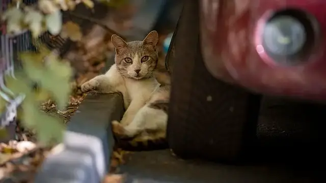 'Video thumbnail for How older cats enjoy retirement in South Africa'
