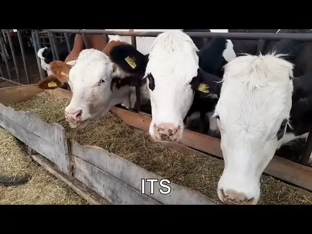 'Video thumbnail for Can a cow be trained like a dog?'
