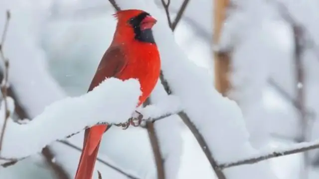 'Video thumbnail for Cardinal movie'